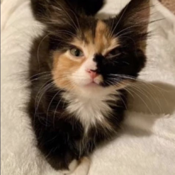 Meet your Posher, Arlette - Picture 1 of 1